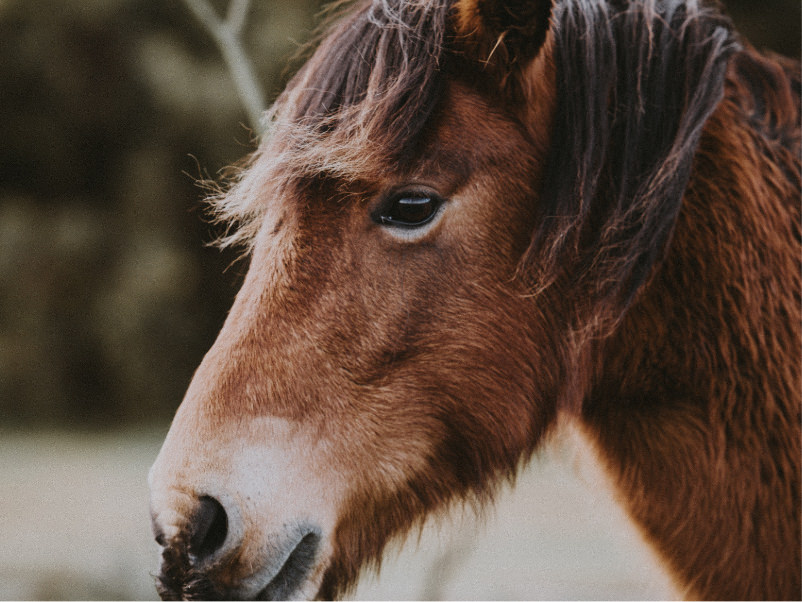 Speading Joy with Miniature Horses and Bunnies